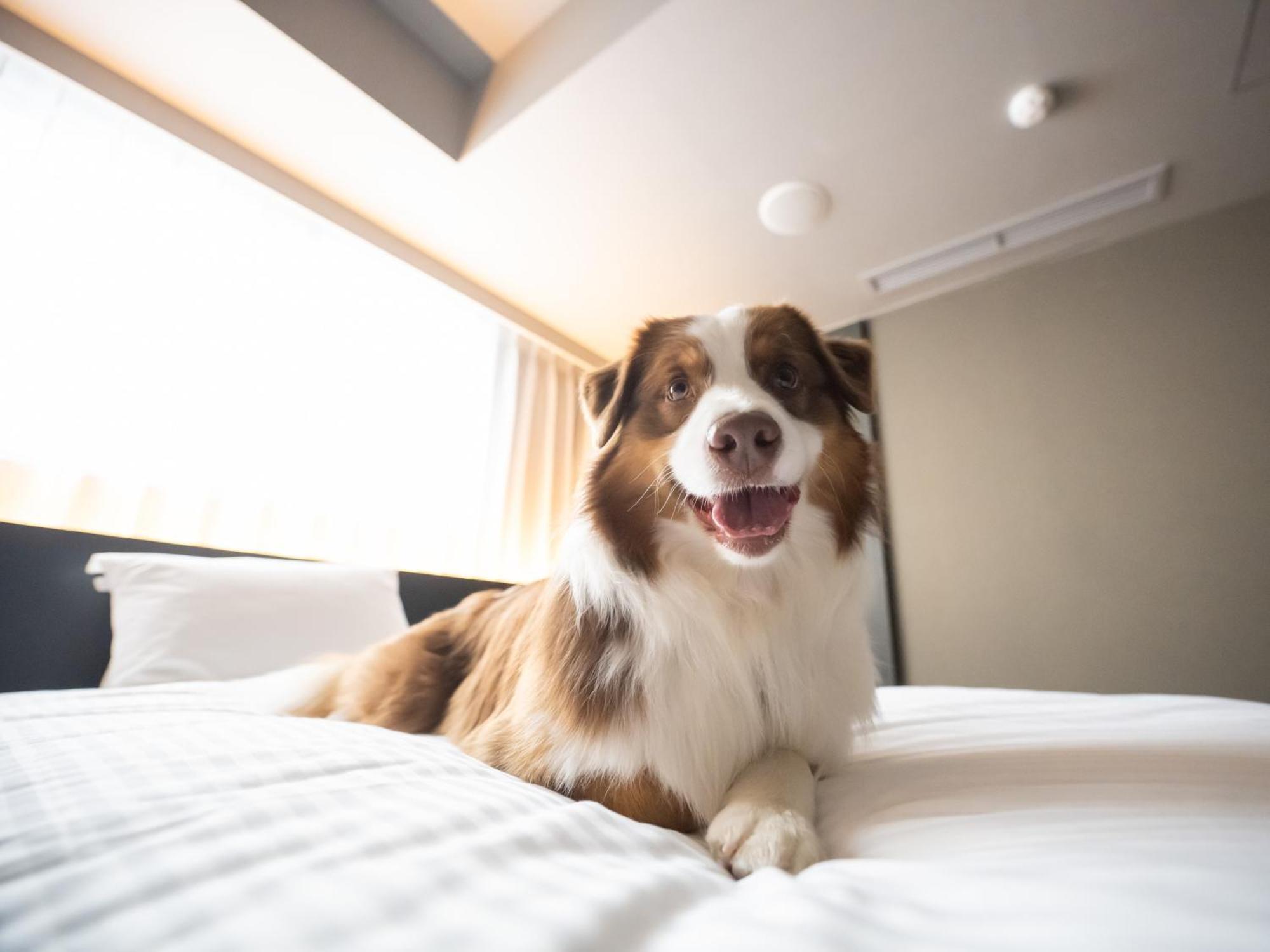 Hotel Anddoggy Kyoto Nijo Esterno foto