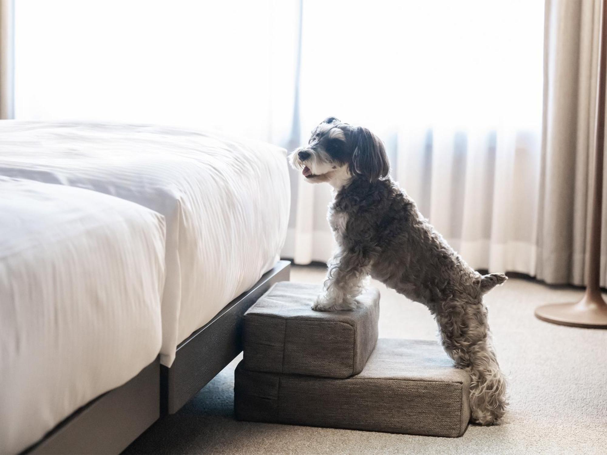 Hotel Anddoggy Kyoto Nijo Esterno foto